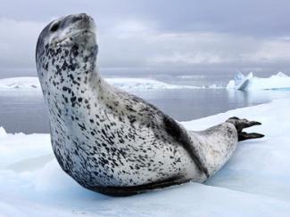 Paul Nicklen: Cuentos de tierras maravillosas rodeadas de hielo